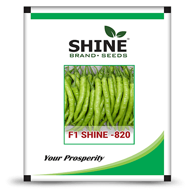 Chilli Seed - F1 Shine 820